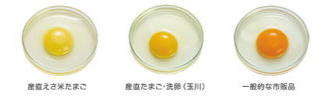 産直えさ米たまご・産直たまご・洗卵（玉川）・一般的な市販品